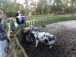 Tim and Max with pigs at the Petting Zoo at the Center Parcs Kempervennen holiday park
