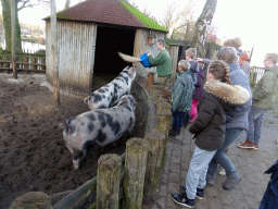 Pigs being fed at the Petting Zoo at the Center Parcs Kempervennen holiday park