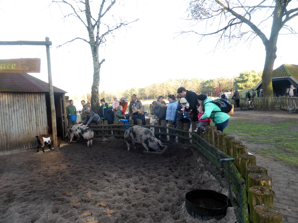 Tim and Max with pigs and goat at the Petting Zoo at the Center Parcs Kempervennen holiday park