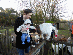 Tim and Max with a goat on a fence at the Petting Zoo at the Center Parcs Kempervennen holiday park