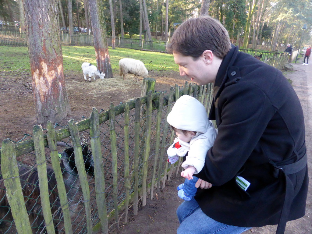 Tim and Max with goats and a sheep at the Petting Zoo at the Center Parcs Kempervennen holiday park