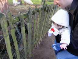 Tim and Max with goats and a sheep at the Petting Zoo at the Center Parcs Kempervennen holiday park