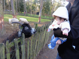 Tim and Max with goats and a sheep at the Petting Zoo at the Center Parcs Kempervennen holiday park