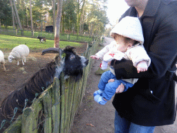 Tim and Max with goats and a sheep at the Petting Zoo at the Center Parcs Kempervennen holiday park