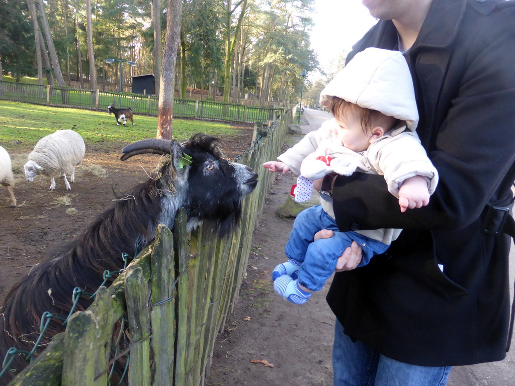 Tim and Max with goats and a sheep at the Petting Zoo at the Center Parcs Kempervennen holiday park