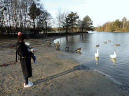 Miaomiao and Max with geese at the south side of the beach at the Center Parcs Kempervennen holiday park