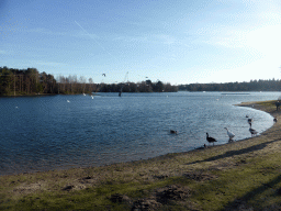 Gease and segalls at the north side of the main lake of the Center Parcs Kempervennen holiday park