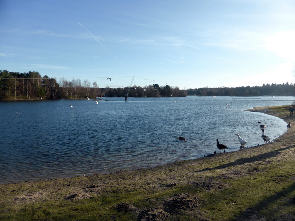 Gease and segalls at the north side of the main lake of the Center Parcs Kempervennen holiday park