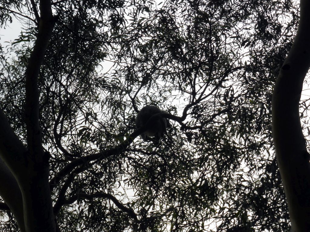 Koala in a tree at the Kennett River Holiday Park