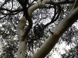 Koala in a tree at the Kennett River Holiday Park