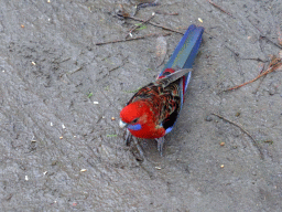 Australian king parrot on the ground at the Kennett River Holiday Park