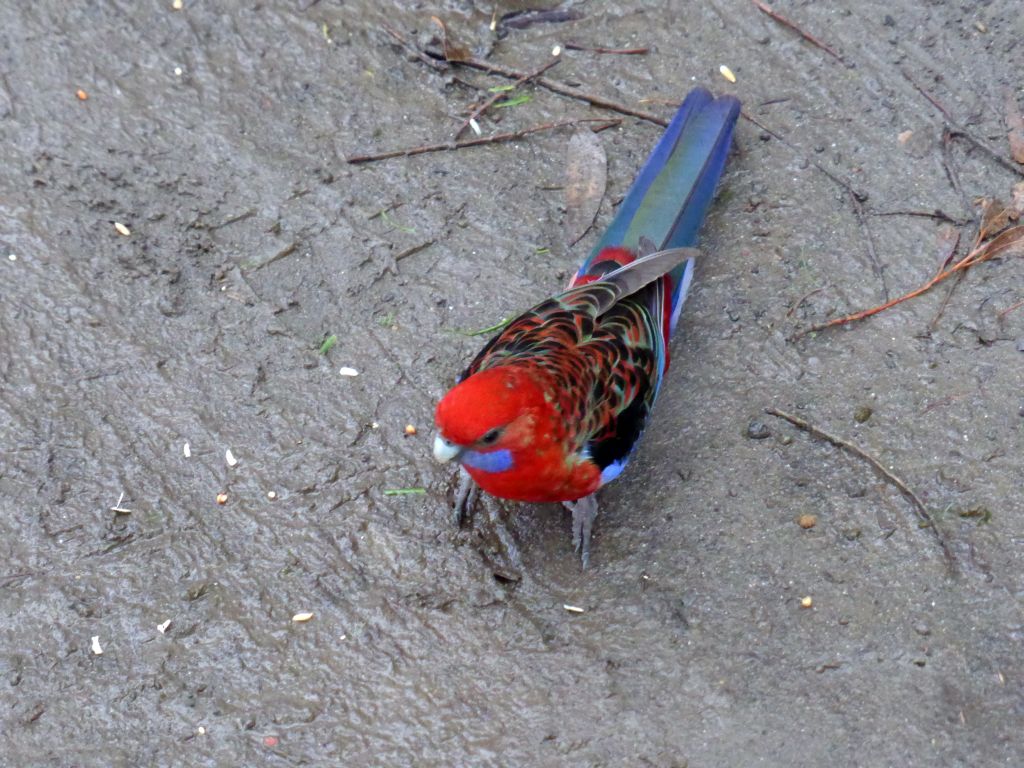 Australian king parrot on the ground at the Kennett River Holiday Park