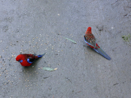 Australian king parrots on the ground at the Kennett River Holiday Park