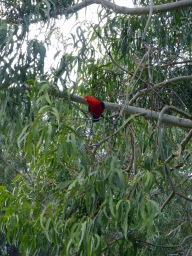 Australian king parrots in a tree at the Kennett River Holiday Park