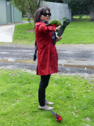 Miaomiao with Australian king parrots at the Kennett River Holiday Park