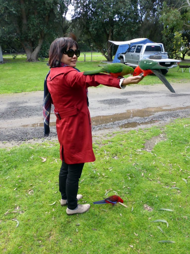 Miaomiao with Australian king parrots at the Kennett River Holiday Park