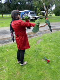 Miaomiao with Australian king parrots at the Kennett River Holiday Park