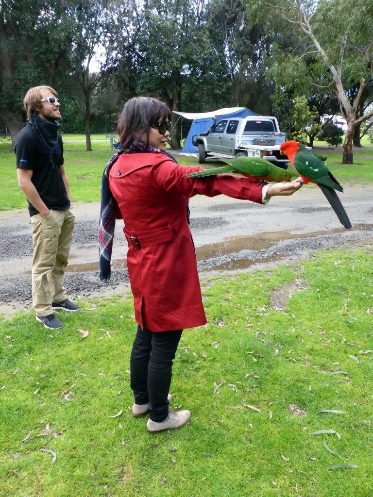 Miaomiao with Australian king parrots at the Kennett River Holiday Park