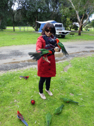 Miaomiao with Australian king parrots at the Kennett River Holiday Park