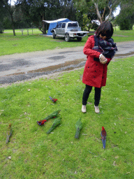 Miaomiao with Australian king parrots at the Kennett River Holiday Park