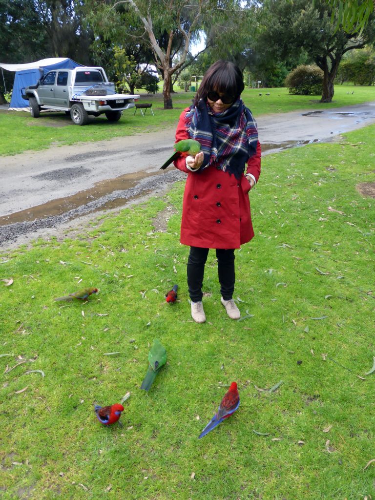 Miaomiao with Australian king parrots at the Kennett River Holiday Park