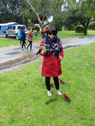 Miaomiao with Australian king parrots at the Kennett River Holiday Park