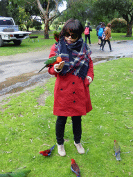 Miaomiao with Australian king parrots at the Kennett River Holiday Park