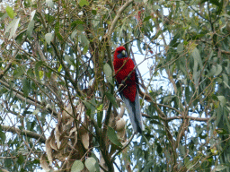 Australian king parrot in a tree at the Kennett River Holiday Park