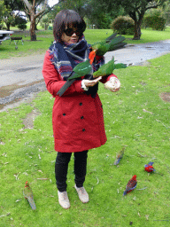 Miaomiao with Australian king parrots at the Kennett River Holiday Park