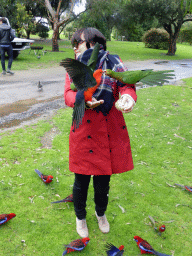 Miaomiao with Australian king parrots at the Kennett River Holiday Park