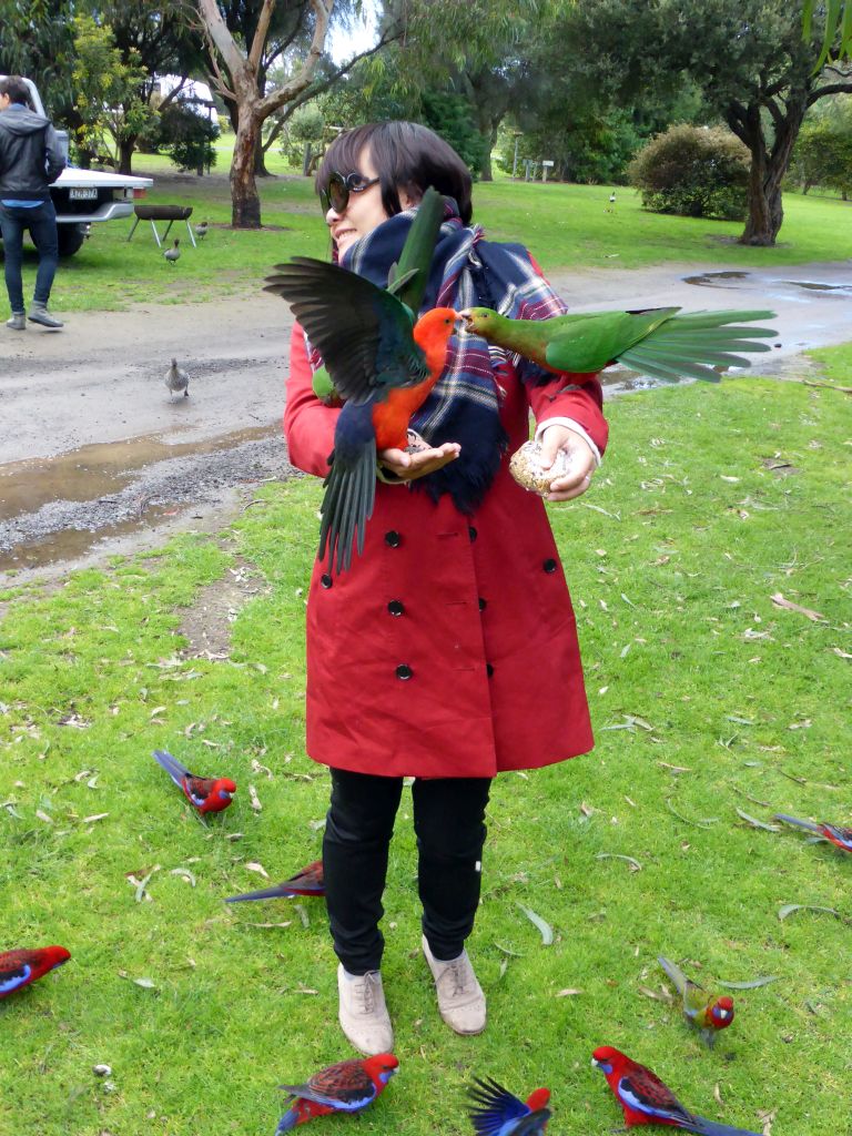 Miaomiao with Australian king parrots at the Kennett River Holiday Park