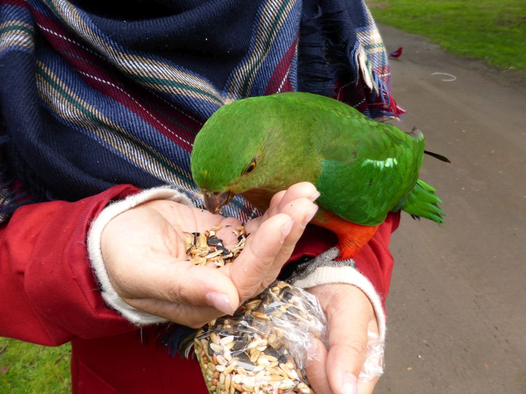 Miaomiao with an Australian king parrot at the Kennett River Holiday Park