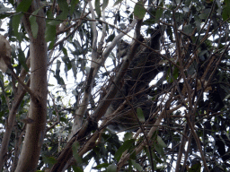 Koala in a tree at the Kennett River Holiday Park