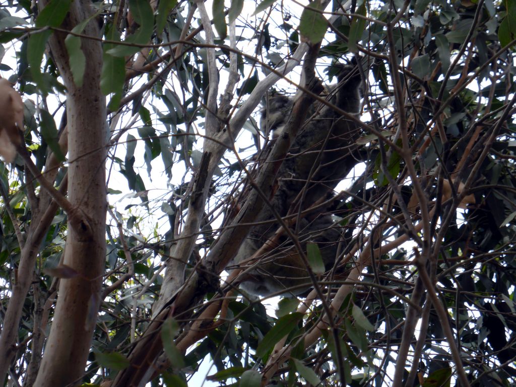 Koala in a tree at the Kennett River Holiday Park