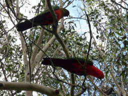 Australian king parrots in a tree at the Kennett River Holiday Park