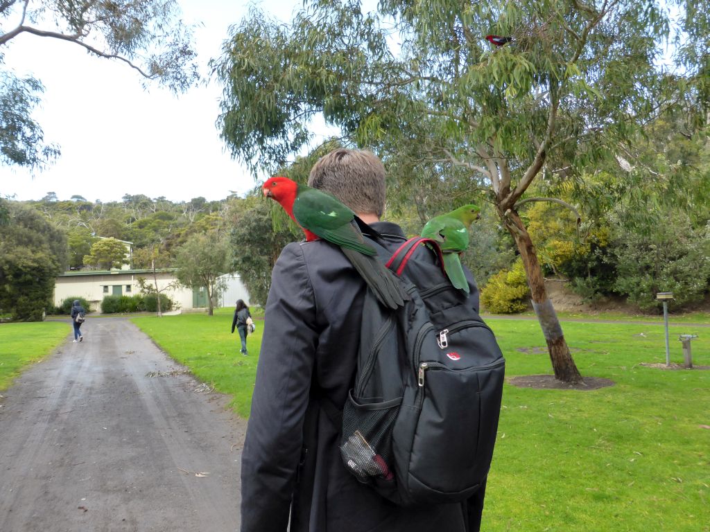 Tim with Australian king parrots at the Kennett River Holiday Park