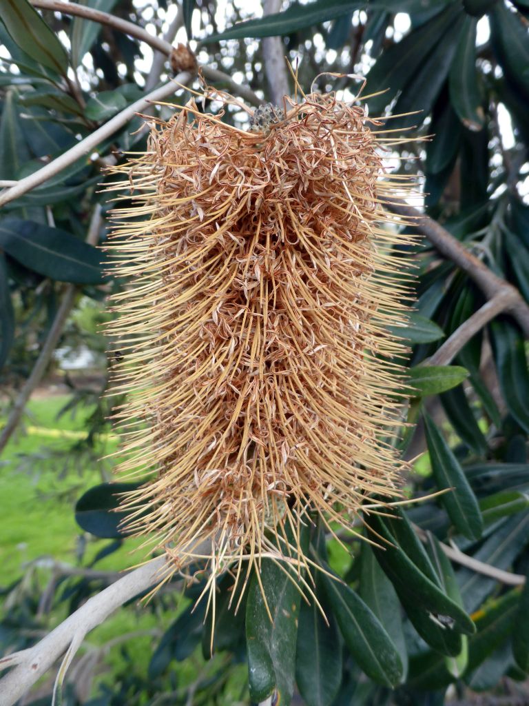 Fruit in a tree at the Kennett River Holiday Park