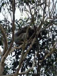 Koala in a tree at the Kennett River Holiday Park