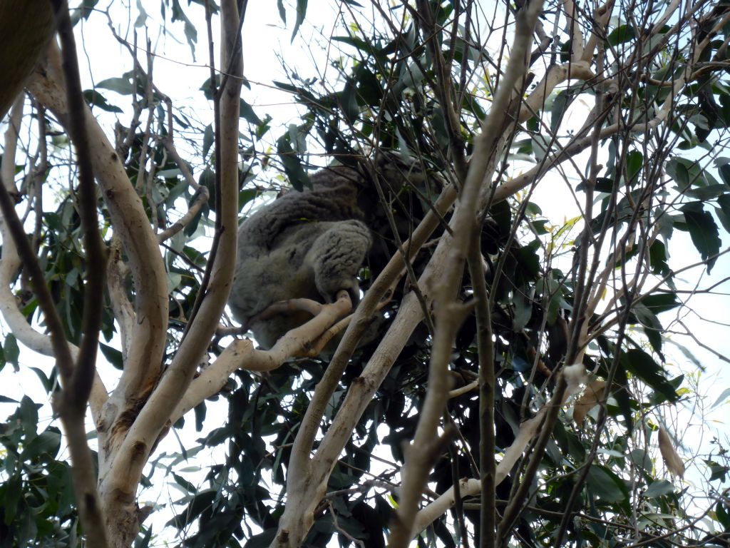 Koala in a tree at the Kennett River Holiday Park