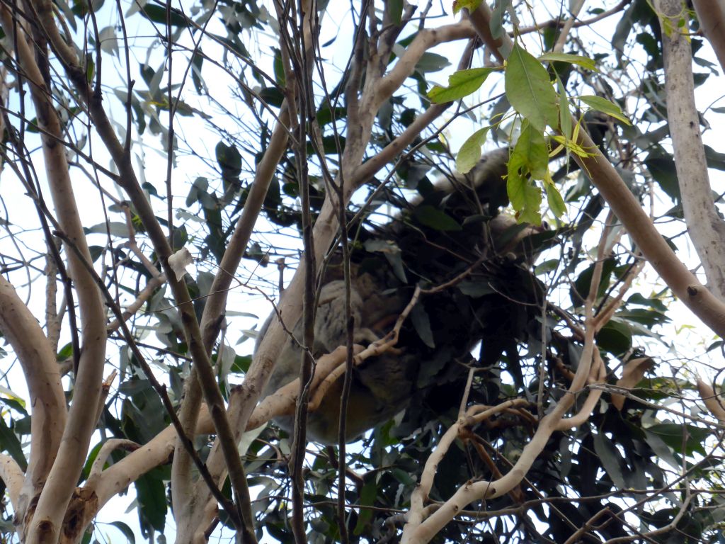 Koala in a tree at the Kennett River Holiday Park