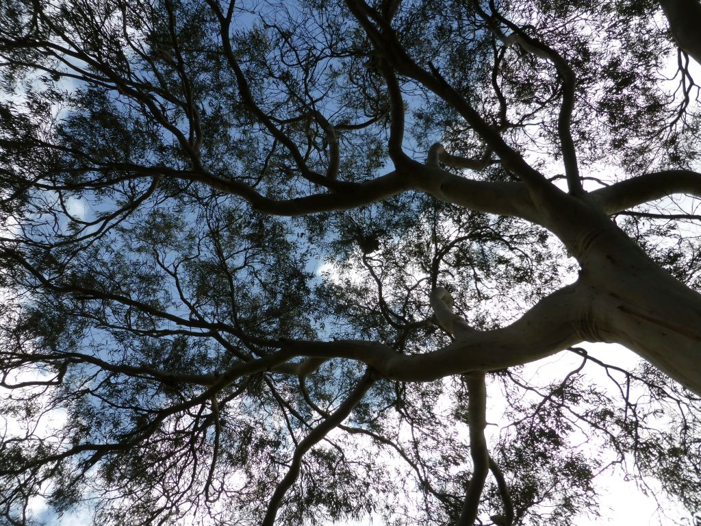 Tree with a koala at the Kennett River Holiday Park