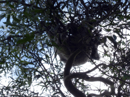 Koala in a tree at the Kennett River Holiday Park