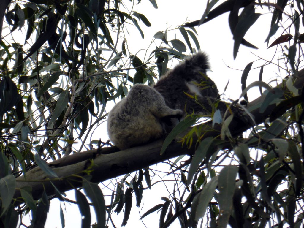 Koala in a tree at the Kennett River Holiday Park