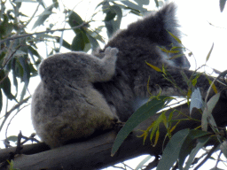 Koala in a tree at the Kennett River Holiday Park