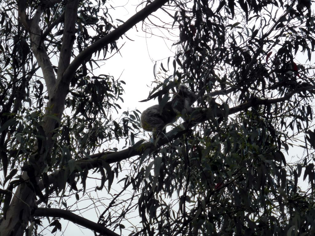 Koala in a tree at the Kennett River Holiday Park