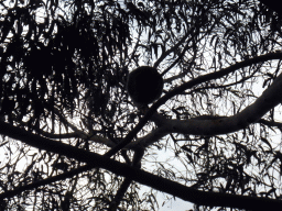 Koala in a tree at the Kennett River Holiday Park