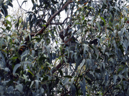 Koala in a tree at the Kennett River Holiday Park