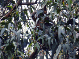 Koala in a tree at the Kennett River Holiday Park