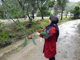 Miaomiao with Australian king parrots at the Kennett River Holiday Park