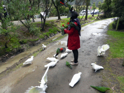 Miaomiao with Australian king parrots and Sulphur-crested cockatoos at the Kennett River Holiday Park